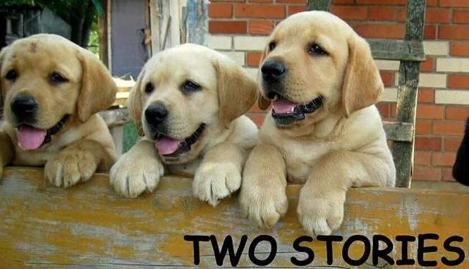 Labrador retriver, prelepi stenci 