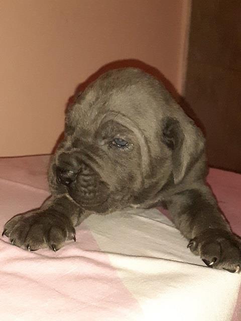 Cane-corso-štenci