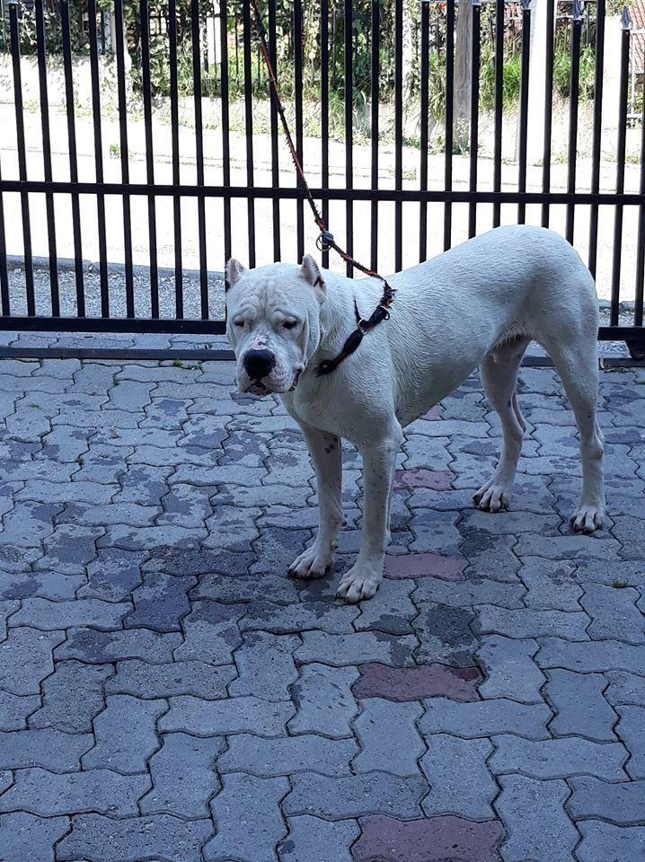 Dogo-argentino