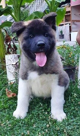 Američka-akita--štenci