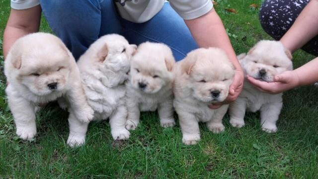 Chow-chow-cau-cau-stenad--