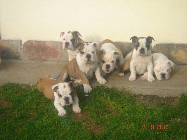 Engleski Buldog – stenad