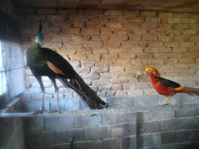 Mladi-paunovi-i-paunovi-