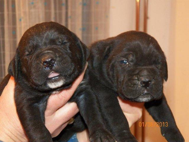 Cane Corso - rezervacija vrhunskih stenaca