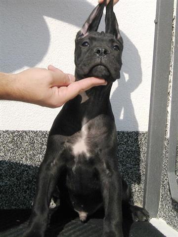 Cane corso stenad - povoljno