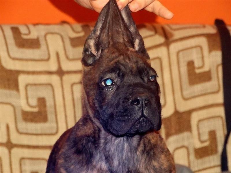 Stence-Cane-Corso-hitno