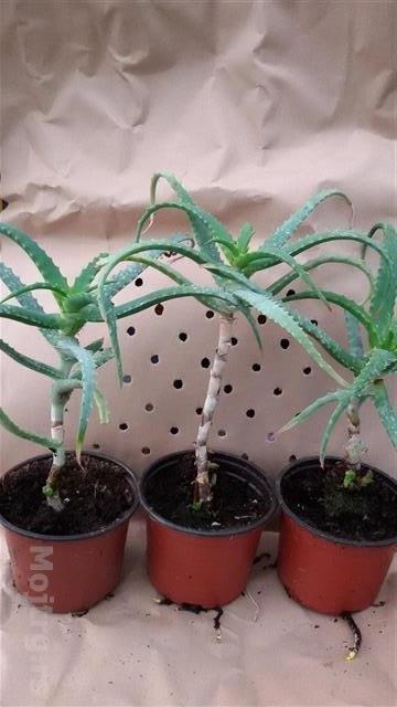 Aloja