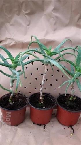 Aloja
