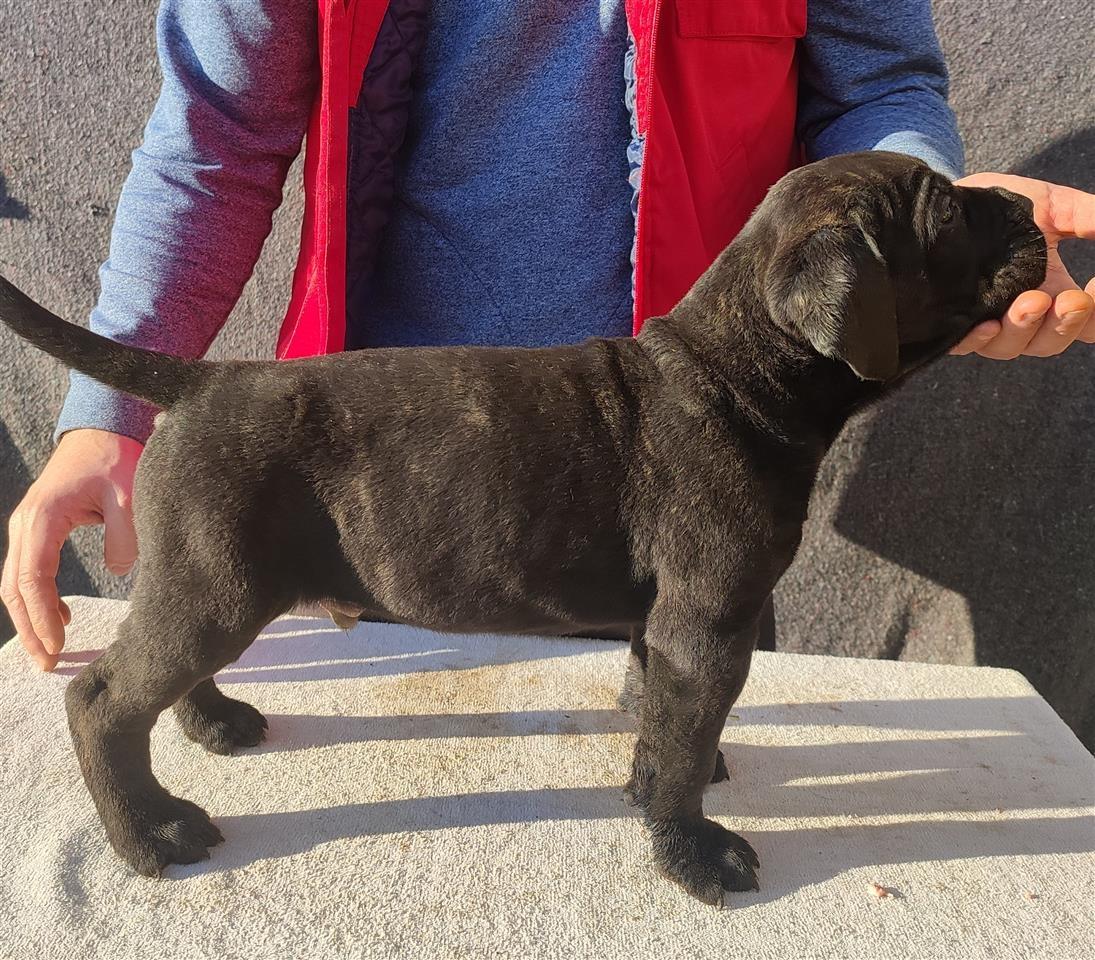Cane-Corso