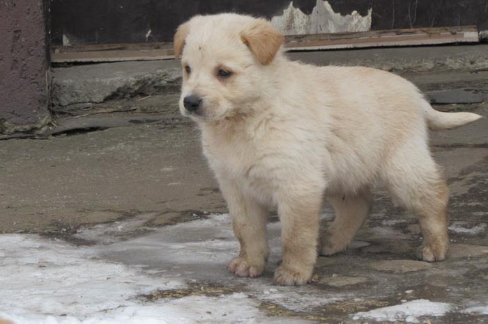 Labrador-retriver-stenad