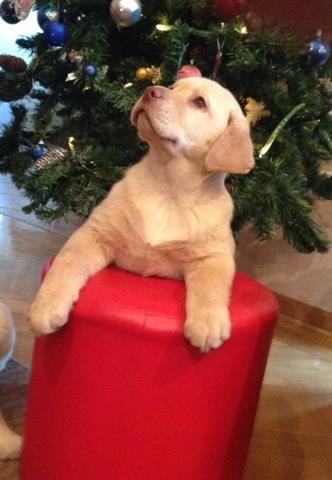 Labrador stenci