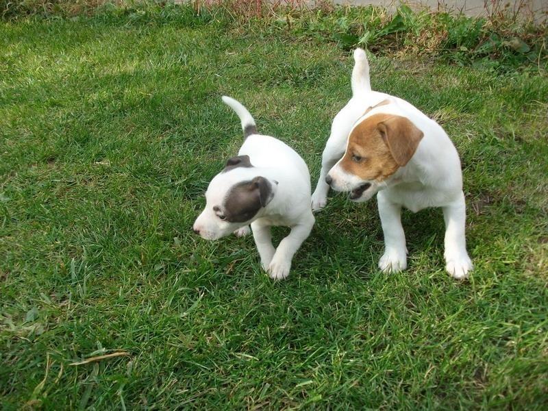 Jack-Russell-Terrier--stenci