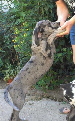 Nemacka-doga----