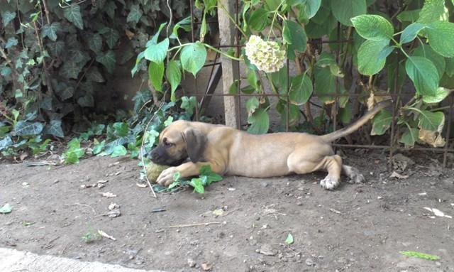 Nemacka-doga----
