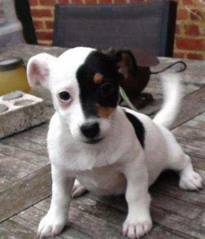 JACK RUSSELL TERRIER