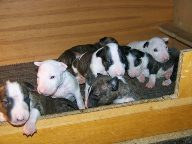 Bull Terrier Stenci