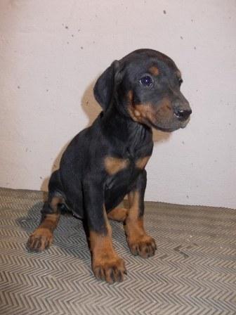DOBERMAN---stenci-