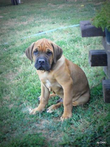 Cane corso - vrhunska stenad
