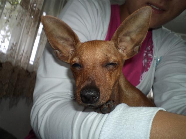 Patuljasti pinc