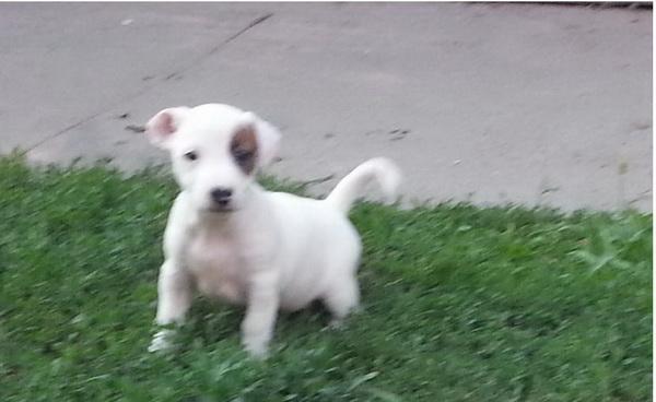 JACK-RUSSELL-TERRIER