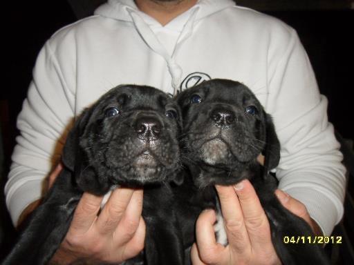 Cane-Corso-stenci