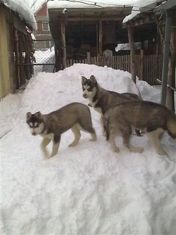 Sibirski-haski-
