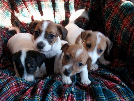 JACK RUSSELL TERRIER