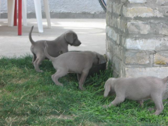 Vajmarski ptičar