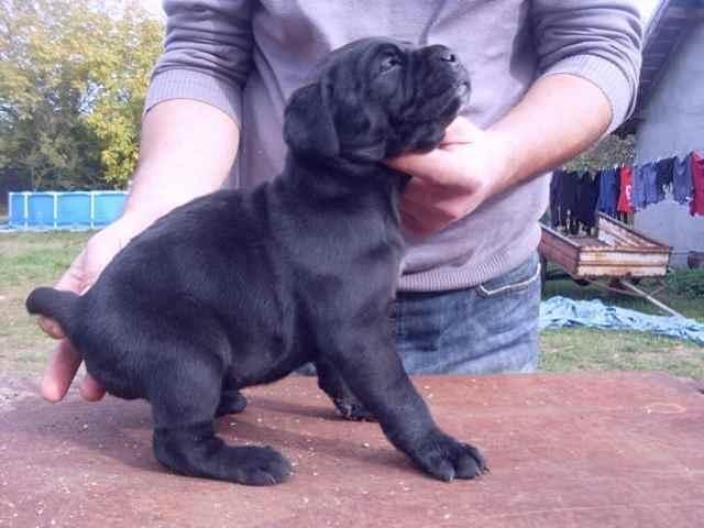 Cane-Corso-stenad