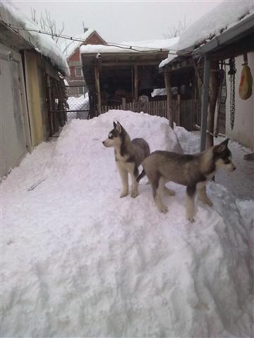 Sibirski-haski-