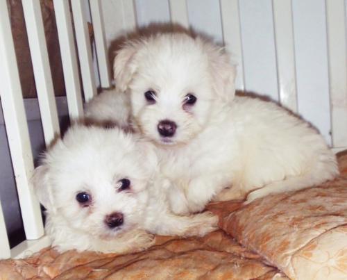 Coton-de-Tulear--prelepi-stenci-