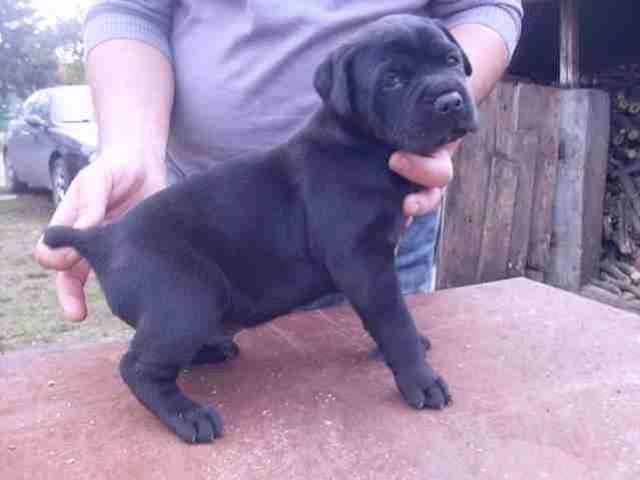 Cane-Corso-stenad