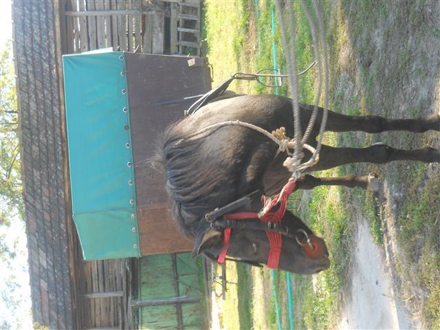 Konj