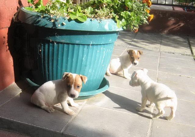Jack-russel-terier