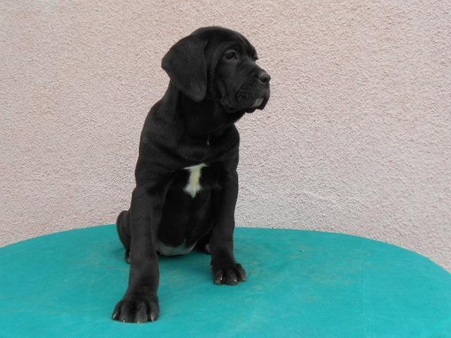 Cane-Corso