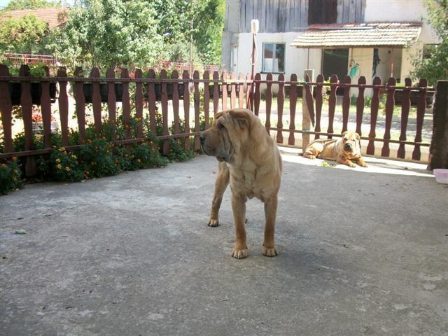 sar-pei