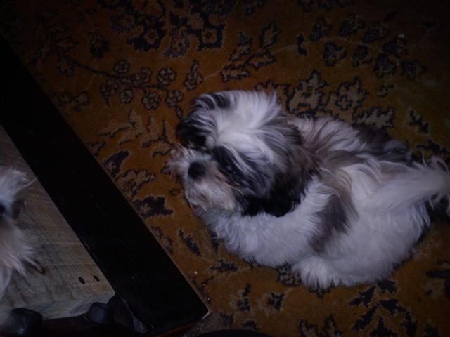 Shi-tzu-