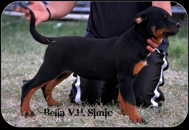 Rottweiler