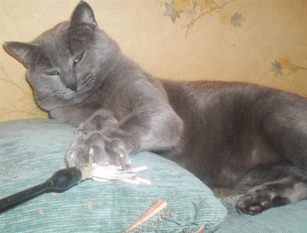 Ruski-plavi-macici
