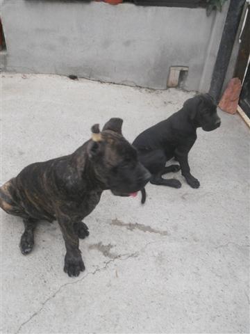 Cane-Corso-stenci