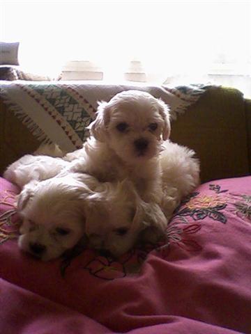 Maltezer