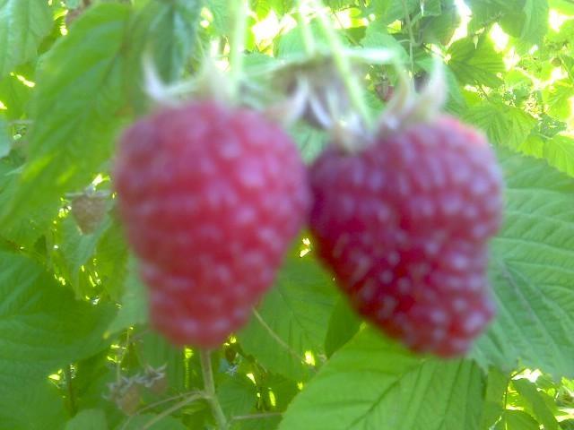 SADNICE MALINE SORTE WILAMET