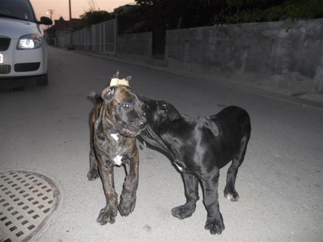 Cane-Corso-stenci