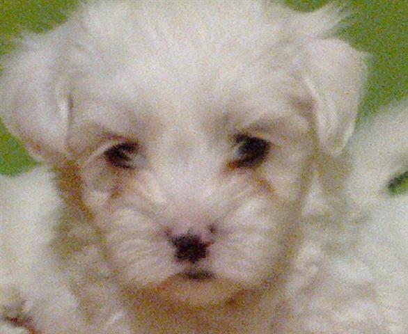 Maltezer-zenka-