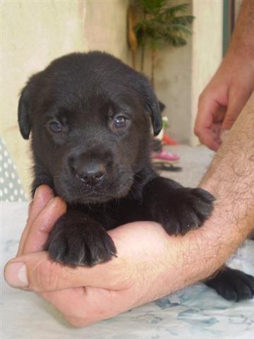LABRADORI
