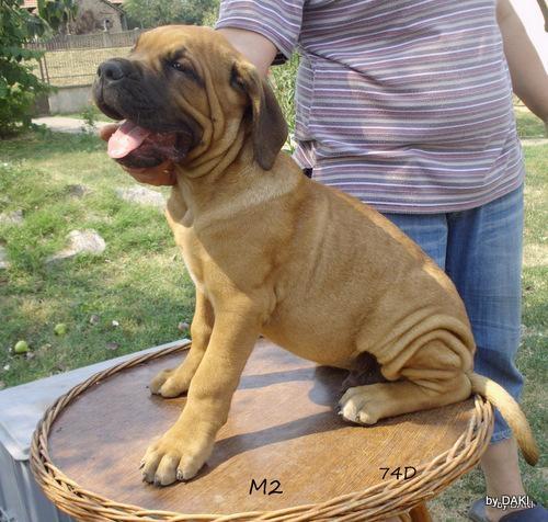 Cane corso - vrhunska stenad