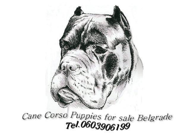 Cane Corso stenad