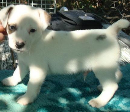 Jack-Russel-terrier