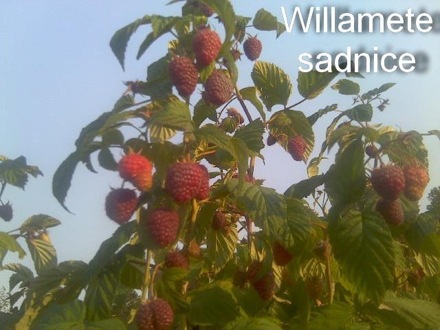 SADNICE-MALINE-SORTE-WILAMET