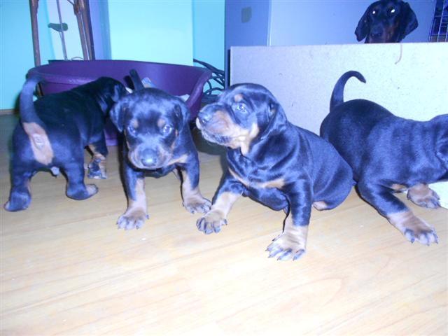 Dobermani